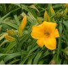 HEMEROCALLIS 'BAKABANA' shut