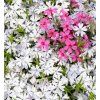 PHLOX DOUGLASII 'WHITE ADMIRAL' shutt1