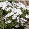 PHLOX DOUGLASII 'WHITE ADMIRAL' shutt