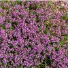 THYMUS PRAECOX 'RED CARPET' shut
