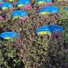 THYMUS PRAECOX 'RED CARPET' (DÚŠKA VČASNÁ) kak