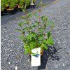 LONICERA KAMTSCHATICA 'DUET' ARBO