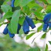 LONICERA KAMTSCHATICA 'DUET' SHUTT