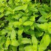 MENTHA 'ALMIRA' kak2