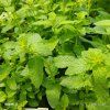 MENTHA 'ALMIRA' kak1