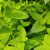 MENTHA 'ALMIRA' kak3