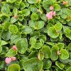 begonia semperflorens variant4 kak