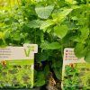 MENTHA 'ALMIRA' kak