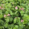 Diascia ružová kak1