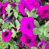 SURFÍNIA ´Purple´ kak
