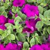SURFÍNIA ´Purple´ kak1