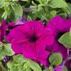 SURFÍNIA ´Purple´ kak2