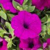 SURFÍNIA ´Purple´ kak3