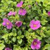 bacopa ružová kak1