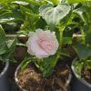 impatiens plnokvetá krémová kak2