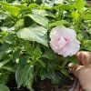 impatiens plnokvetá krémová kak3