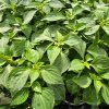 impatiens plnokvetá krémová kak4