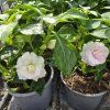 impatiens plnokvetá krémová kak1