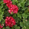 Pelargonium peltatum mariška kak1
