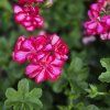 PELARGONIUM PELTATUM MARIŠKA KAK3