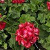Pelargonium peltatum mariška kak