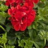 Pelargonium peltatum paula kak2