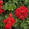 Pelargonium peltatum paula kak3
