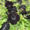 Petúnia kompact black kak1