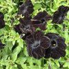 Petúnia kompact black kak2