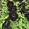 Petúnia kompact black kak3