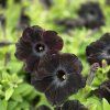 Petúnia kompact black kak