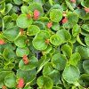 begonia sempervirens variant5 kak1