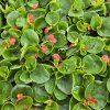 begonia sempervirens variant5 kak2