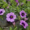 CALIBRACHOA (MILION BELLS)_kak4