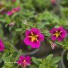 CALIBRACHOA (MILION BELLS)_kak4
