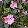 impatiens variant1 kak1