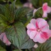 impatiens variant1 kak2