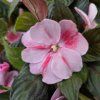 impatiens variant1 kak3