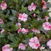 impatiens variant1 kak