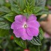 impatiens variant2 kak1