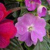 impatiens variant2 kak