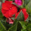 impatiens variant3 kak1