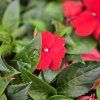 impatiens variant3 kak