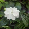 IMPATIENS NEW GUINEA _kak2