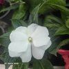 IMPATIENS NEW GUINEA _kak3
