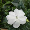 impatiens variant4 kak