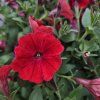 Supertunia vista variant 1 kak5