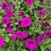 Supertunia vista variant 3 kak3
