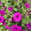 Supertunia vista variant 3 kak4