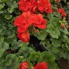 Pelargonium zonale Fernando kak1